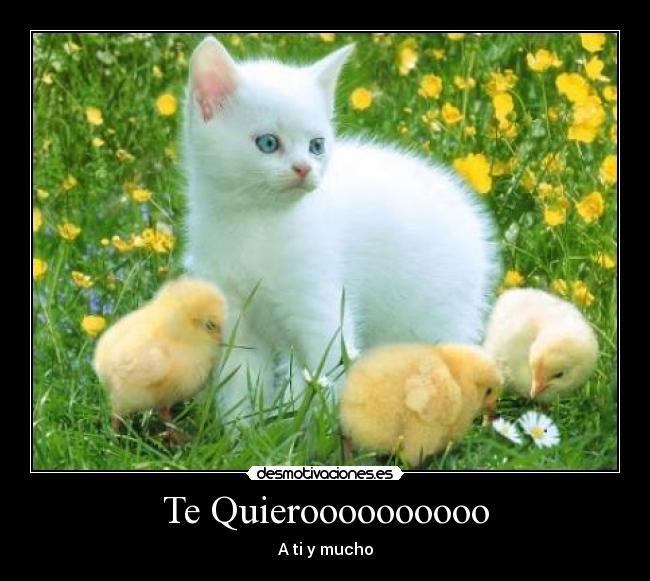 Te Quieroooooooooo - A ti y mucho
