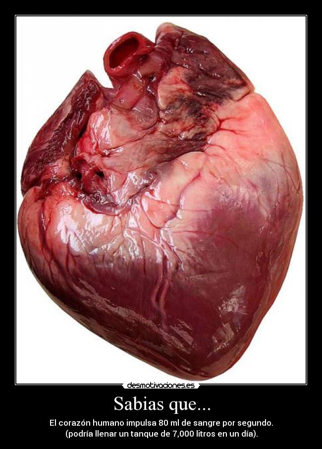 Sabias que... - El corazón humano impulsa 80 ml de sangre por segundo.
(podría llenar un tanque de 7,000 litros en un día).