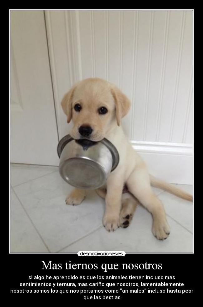 Mas tiernos que nosotros - si algo he aprendido es que los animales tienen incluso mas
sentimientos y ternura, mas cariño que nosotros, lamentablemente
nosotros somos los que nos portamos como animales incluso hasta peor
que las bestias