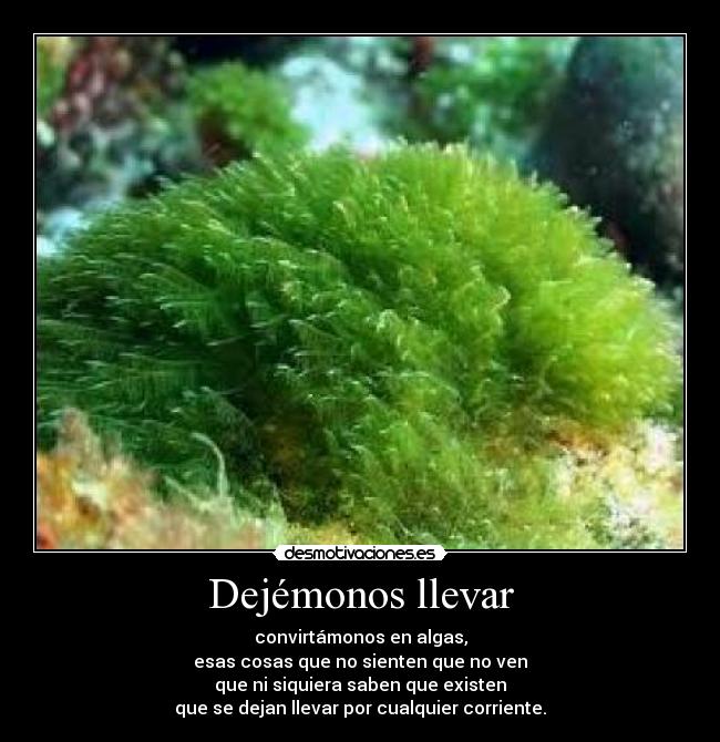 Dejémonos llevar - 