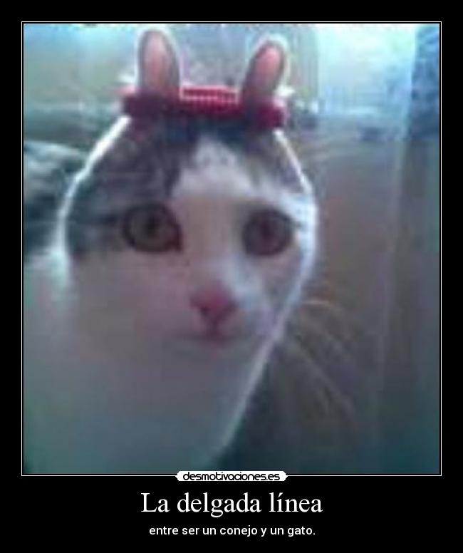 La delgada línea - entre ser un conejo y un gato.