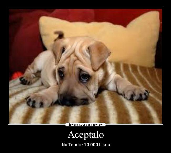 Aceptalo - 