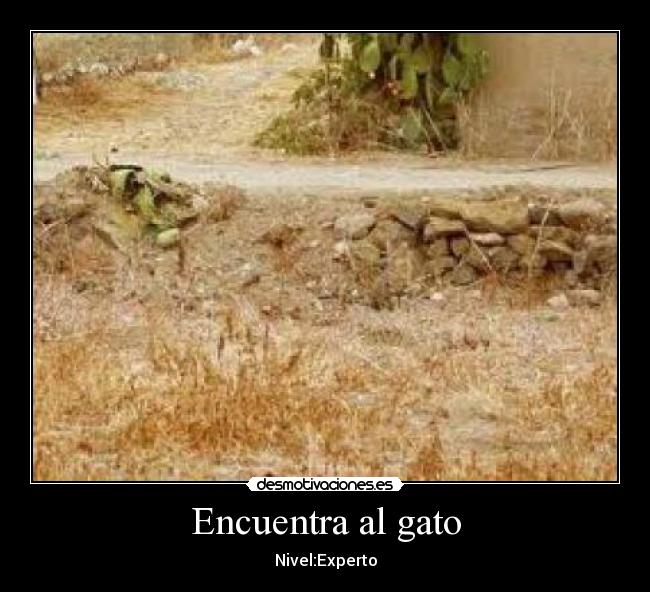 Encuentra al gato - Nivel:Experto