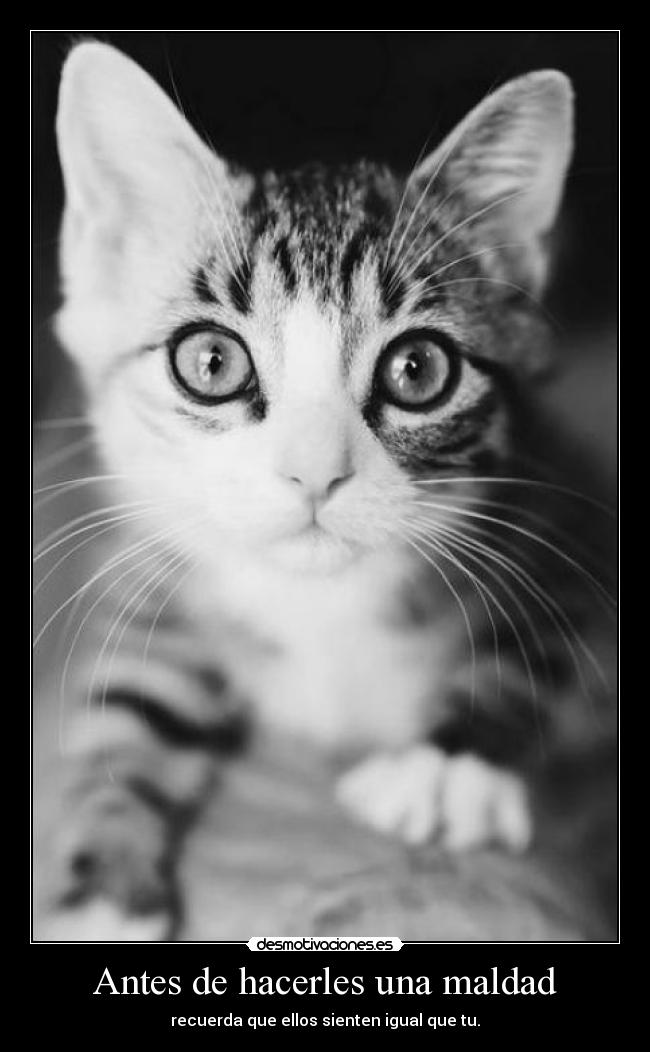 Antes de hacerles una maldad - recuerda que ellos sienten igual que tu.