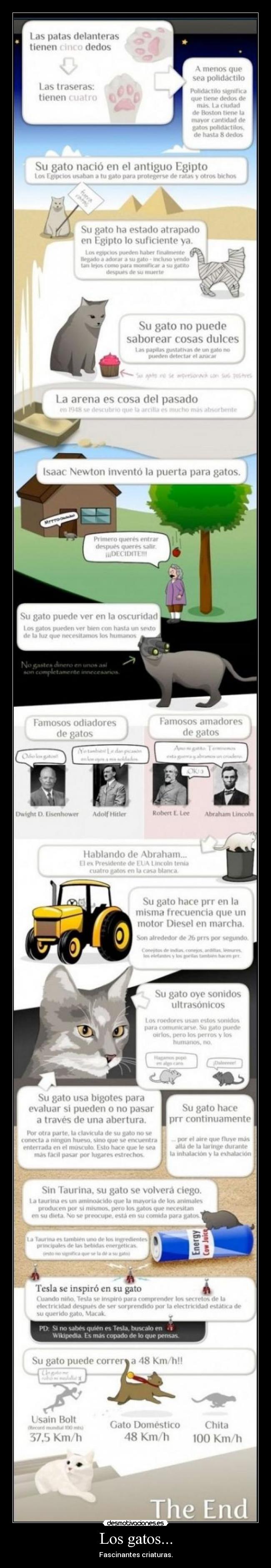 Los gatos... - Fascinantes criaturas.