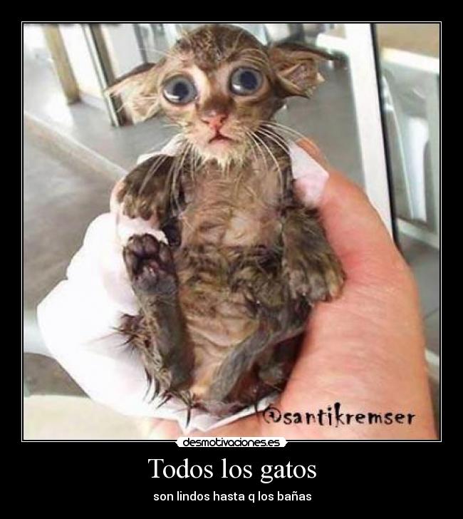Todos los gatos - son lindos hasta q los bañas