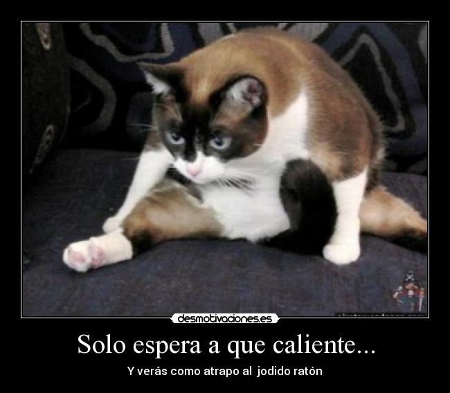 Solo espera a que caliente... - Y verás como atrapo al  jodido ratón