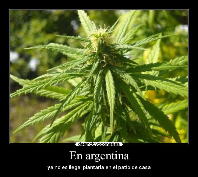 carteles marihuana cannabis sativa argentina cogollo planta legal desmotivaciones