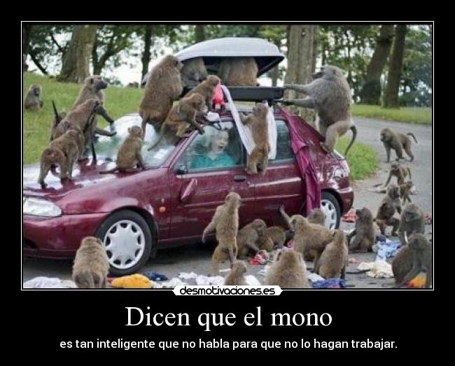 Dicen que el mono - 