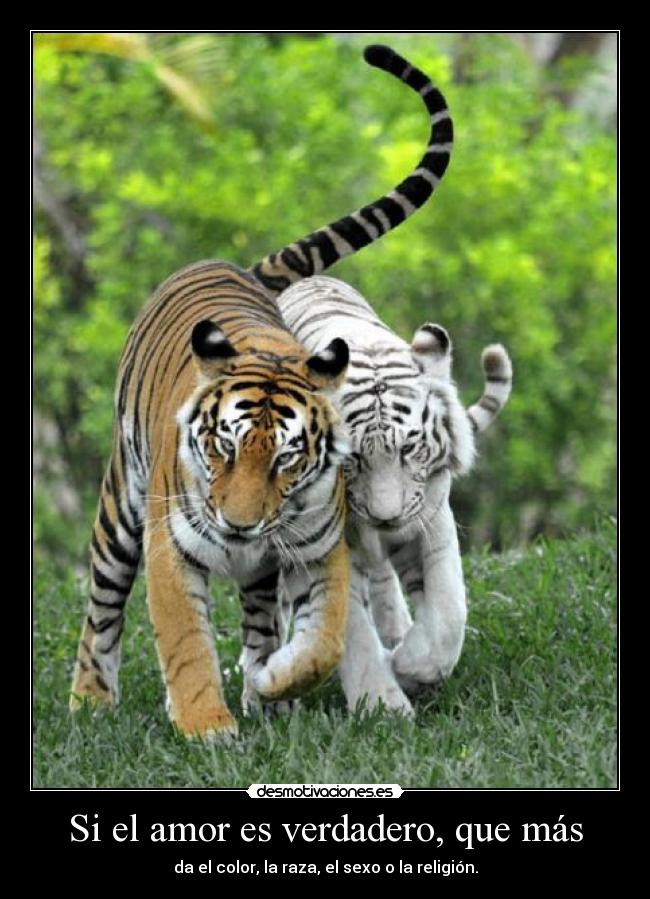 Si el amor es verdadero, que más - da el color, la raza, el sexo o la religión.