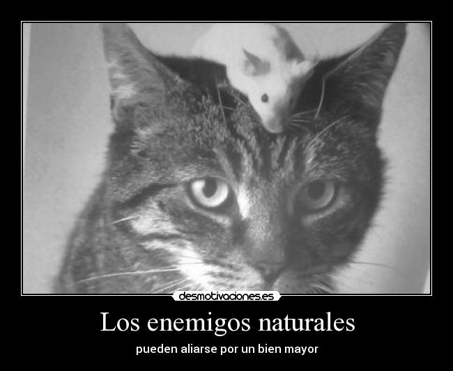 Los enemigos naturales - pueden aliarse por un bien mayor