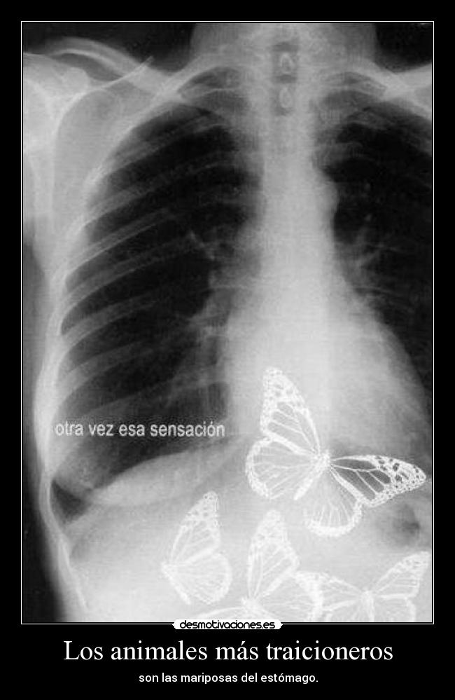 Los animales más traicioneros - 
