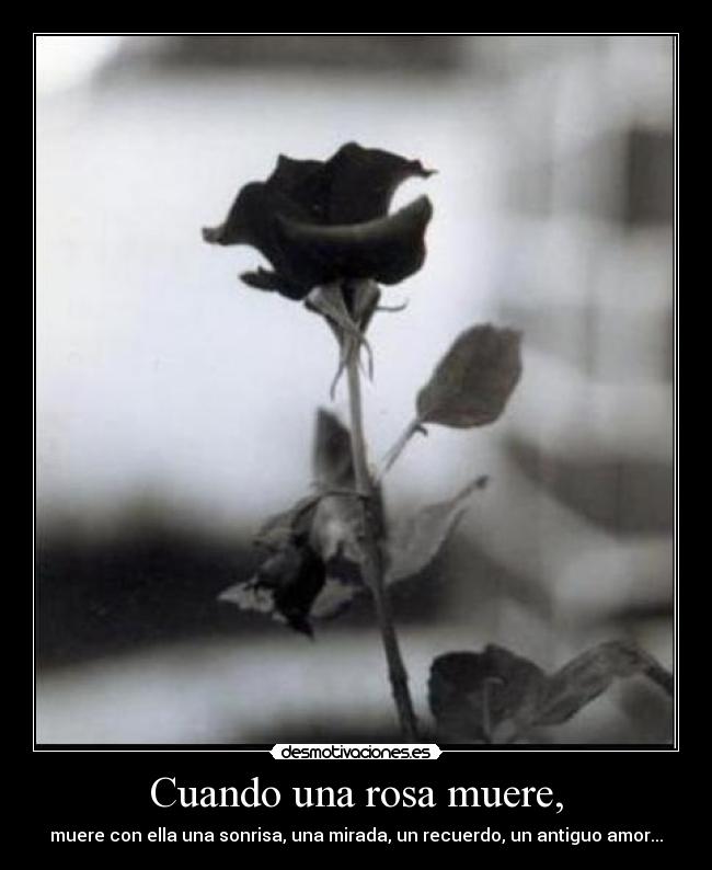 Cuando una rosa muere, - muere con ella una sonrisa, una mirada, un recuerdo, un antiguo amor...