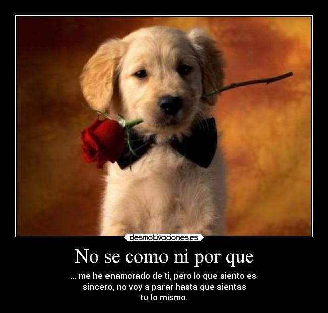 No se como ni por que - ... me he enamorado de ti, pero lo que siento es 
sincero, no voy a parar hasta que sientas
tu lo mismo.