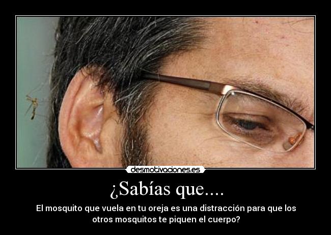 ¿Sabías que.... - El mosquito que vuela en tu oreja es una distracción para que los
otros mosquitos te piquen el cuerpo?