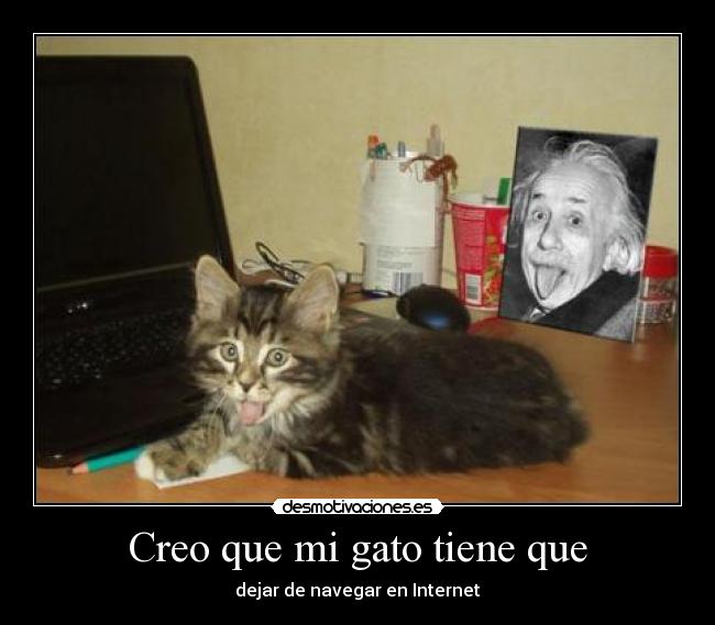 Creo que mi gato tiene que -