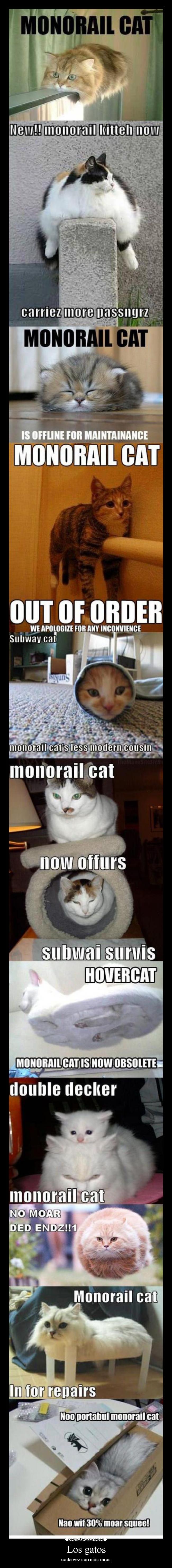 Los gatos - cada vez son más raros.