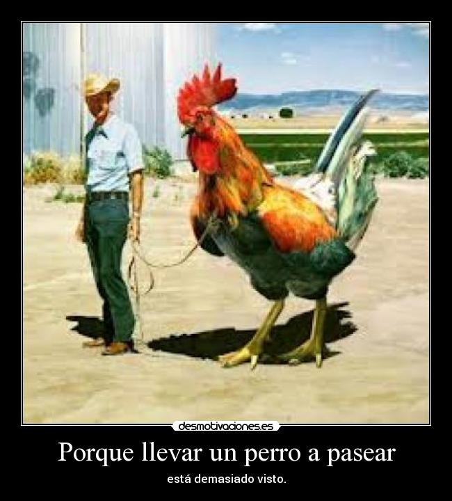 Porque llevar un perro a pasear -