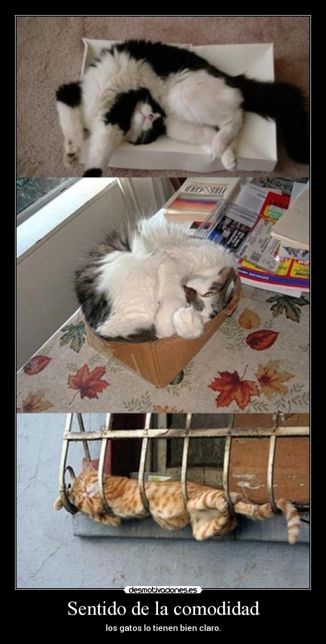 Sentido de la comodidad - 