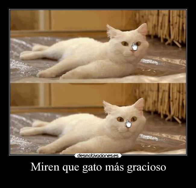 Miren que gato más gracioso - 