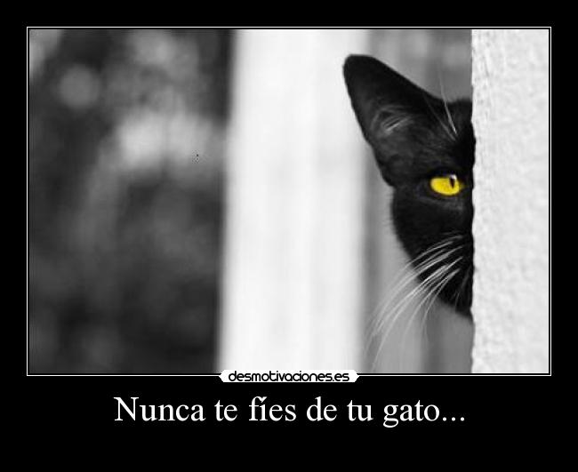 Nunca te fíes de tu gato... -