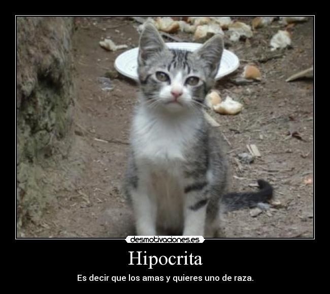 carteles gatos hipocritas callejero desmotivaciones