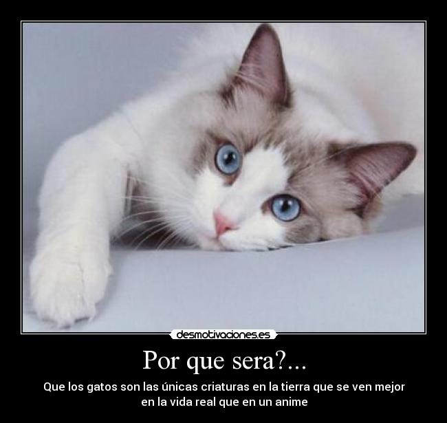 Por que sera?... - Que los gatos son las únicas criaturas en la tierra que se ven mejor
en la vida real que en un anime