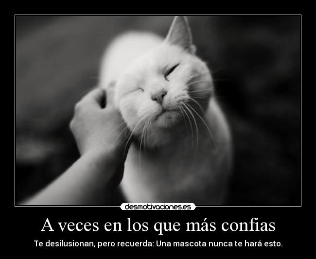 carteles mascotas confiables lool dasdasd desmotivaciones