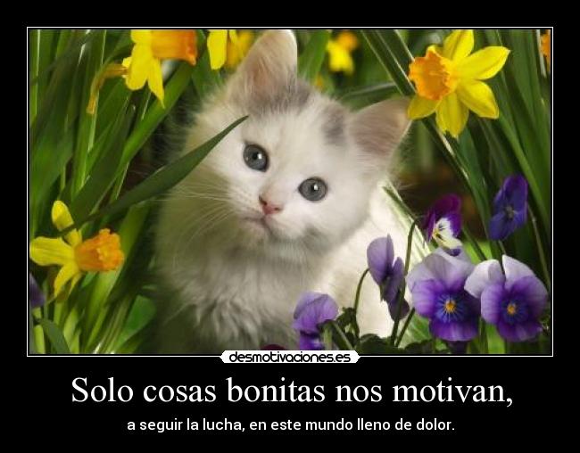 Solo cosas bonitas nos motivan, - 