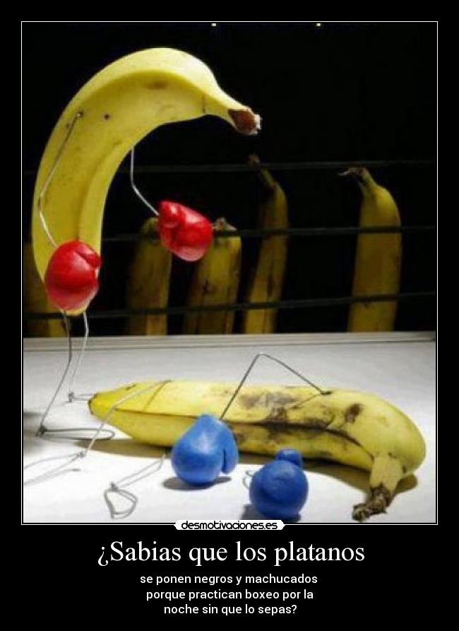 ¿Sabias que los platanos - se ponen negros y machucados
porque practican boxeo por la
noche sin que lo sepas?