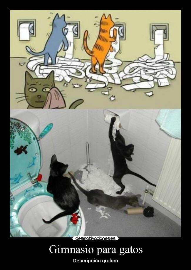 Gimnasio para gatos - Descripción grafíca