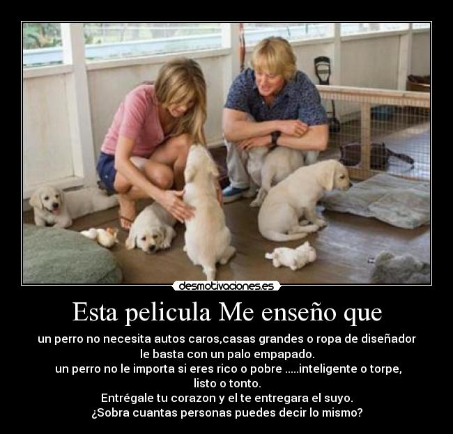 carteles marley pelicula animales jennifer aniston owen wilson personas desmotivaciones