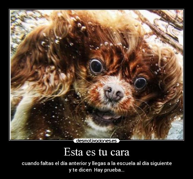 Esta es tu cara - cuando faltas el día anterior y llegas a la escuela al día siguiente
y te dicen Hay prueba...
