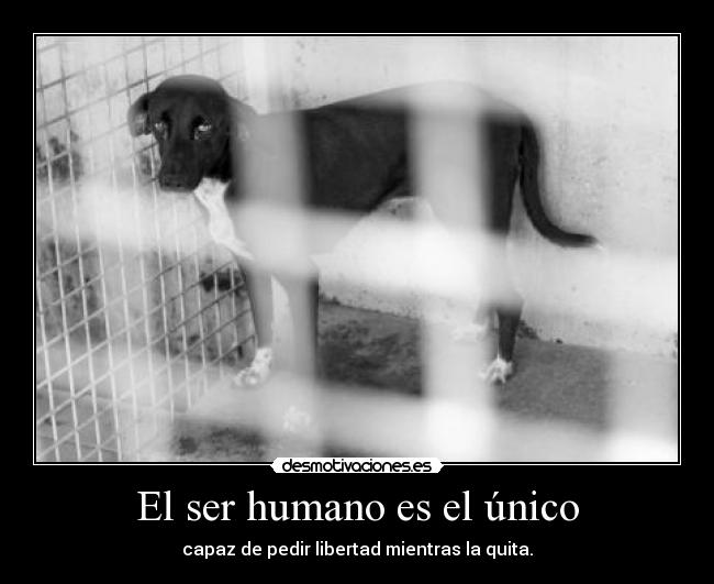 El ser humano es el único -