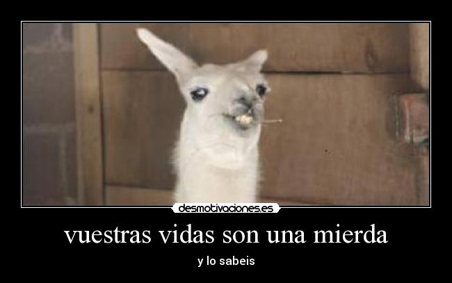 vuestras vidas son una mierda - y lo sabeis