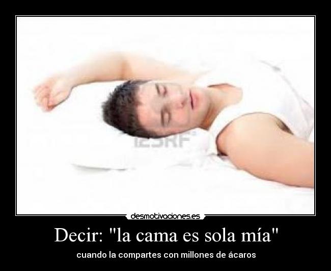 Decir: la cama es sola mía - cuando la compartes con millones de ácaros