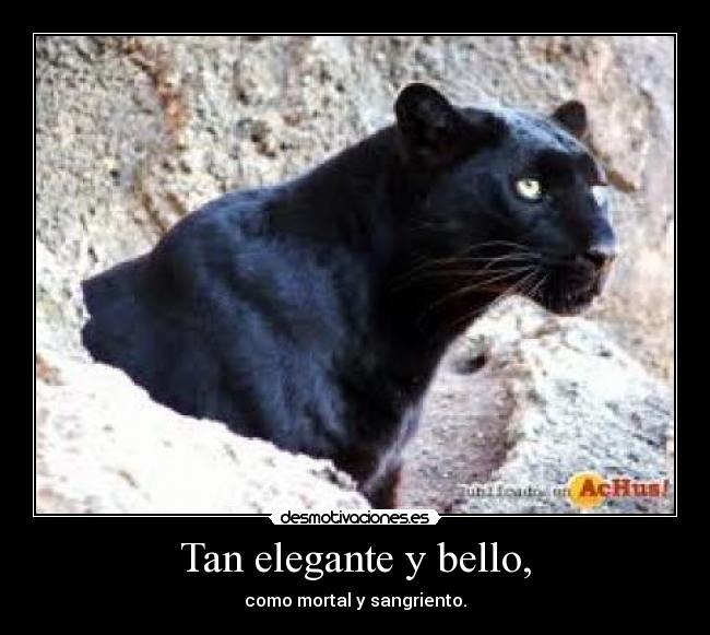 Tan elegante y bello, - como mortal y sangriento.
