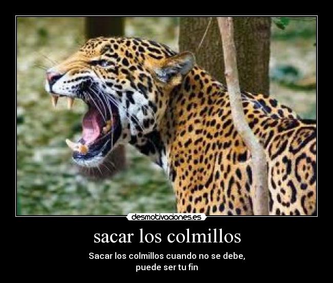 carteles leopardo desmotivaciones