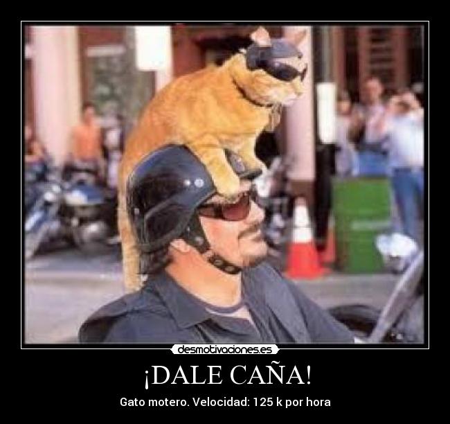 ¡DALE CAÑA! - Gato motero. Velocidad: 125 k por hora