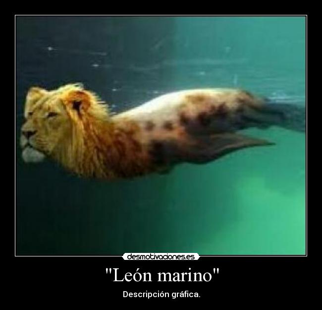 León marino - 