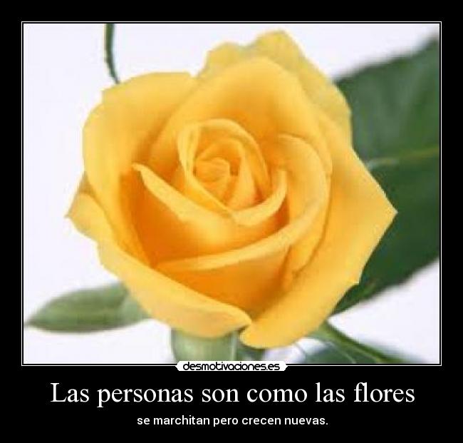 Las personas son como las flores - se marchitan pero crecen nuevas.