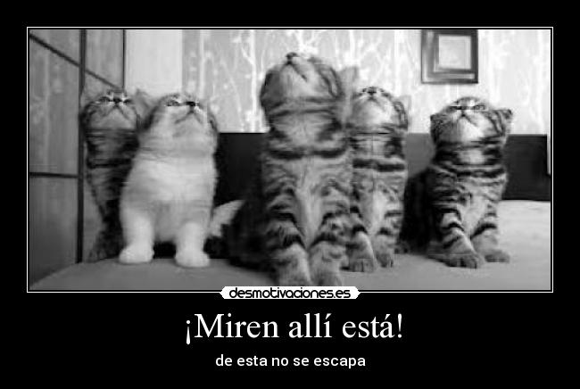 ¡Miren allí está! - de esta no se escapa