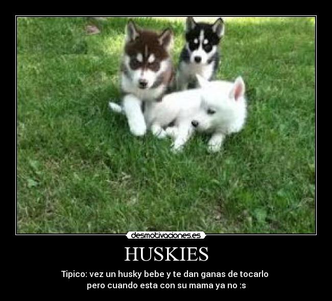 HUSKIES - 