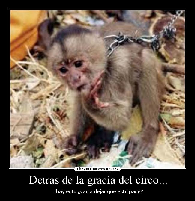 Detras de la gracia del circo... - ...hay esto ¿vas a dejar que esto pase?
