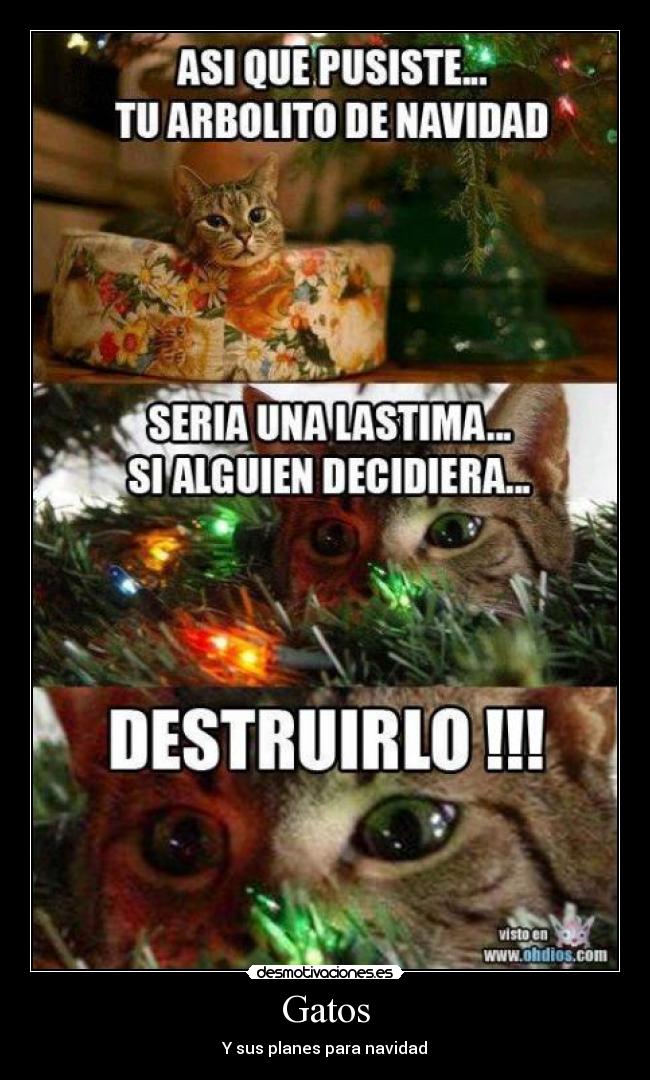 Gatos - Y sus planes para navidad