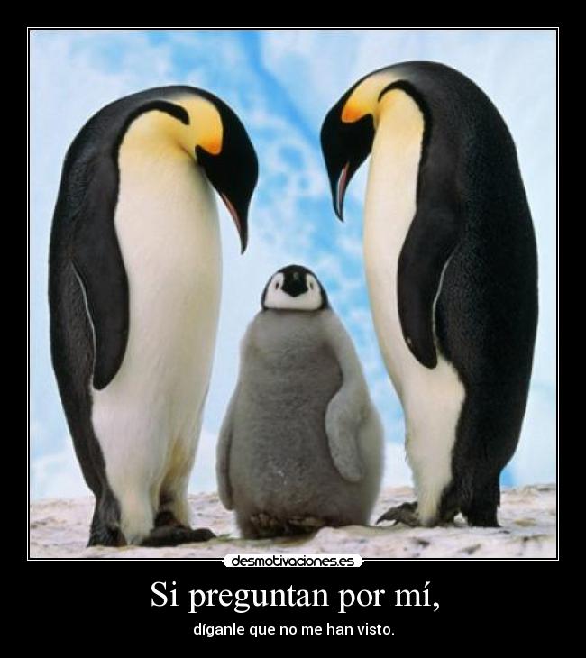 Si preguntan por mí, - 