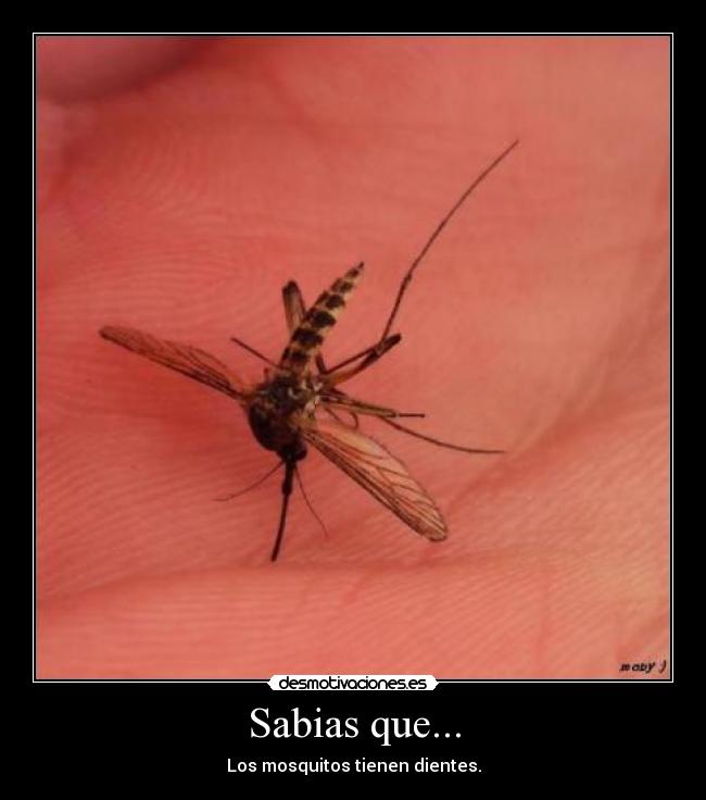 Sabias que... - Los mosquitos tienen dientes.