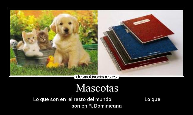 carteles mascotas cuadernos dominicana desmotivaciones