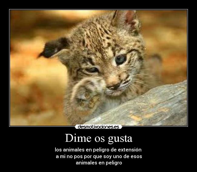 carteles encantadora desmotivaciones