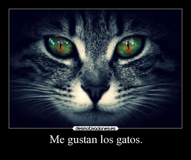 Me gustan los gatos. - 